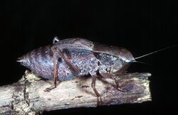 CSIRO ScienceImage 58 A Sciarasa Grasshopper.jpg