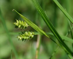 Carex pallescens 2.jpg