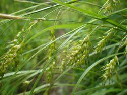 Carex sprengelii (8162119443).jpg