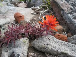 Castilleja rupicola 1.jpg