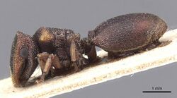 Cephalotes fossithorax.jpg