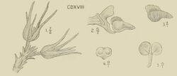Chamaeanthus brachystachys - cropped 418.jpg
