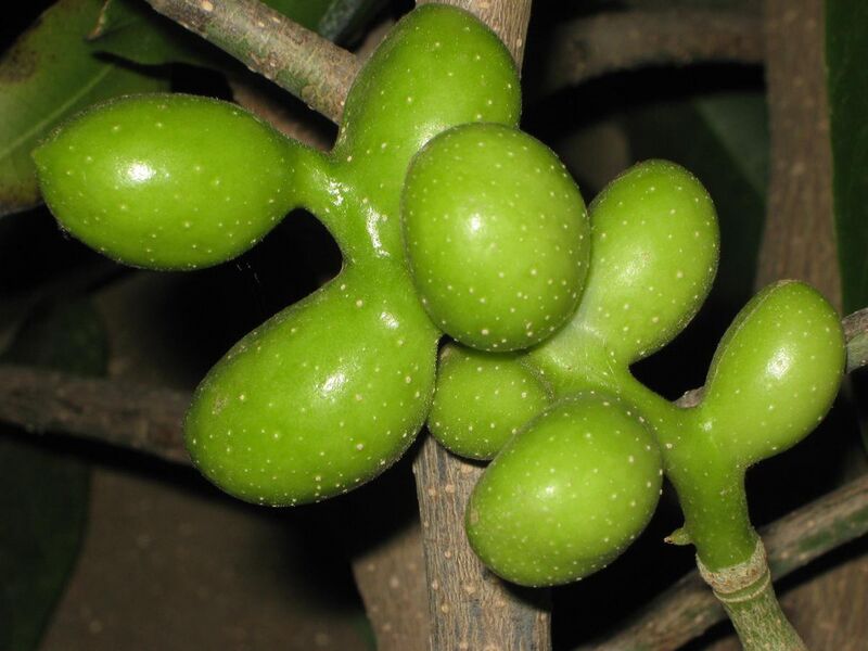 File:Champak fruits.jpg