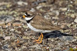 Charadrius hiaticula tundrae Varanger.jpg