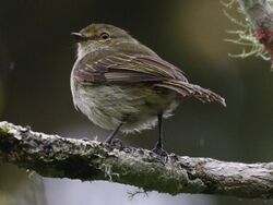 Choco Tyrannulet.jpg