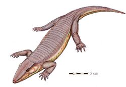 Chroniosaurus dongusDB12.jpg
