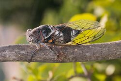 Cicada barbara-Cigale-20150716.jpg