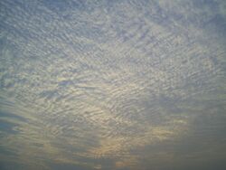 A A large field of cirrocumulus clouds in a blue sky, beginning to merge near the upper left.