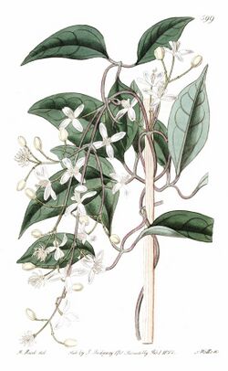 Clematis hedysarifolia.jpg