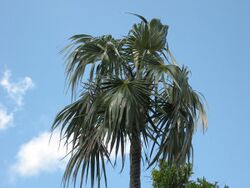 Coccothrinax argentata Florida Keys.jpg