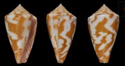 Conus erythraeensis 001.jpg