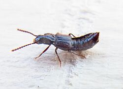 Coprophilus striatulus.JPG