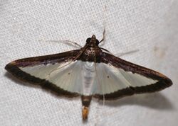 Crambid Moth (Diaphania plumbidorsalis) (25036462797).jpg
