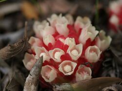 Cytinus ruber (flowers).jpg