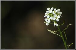 Diplotaxis Erucoides (5672966460).jpg