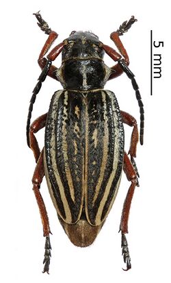 Dorcadion acutispinum (female) (10.3897-zookeys.805.29660) Figure 6 (cropped).jpg