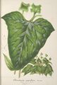 Dorstenia contrajerva by Stroobant.jpg