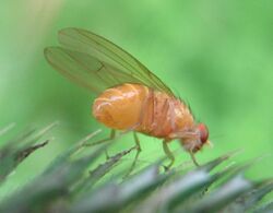 Drosophila-melanogaster-Nauener-Stadtwald-03-VII-2007-12.jpg