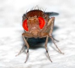Drosophila melanogaster - front (aka).jpg