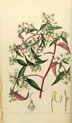 Edwards' botanical register, or, Ornamental flower-garden and shrubbery .. (1829-1847) (21148874026).jpg