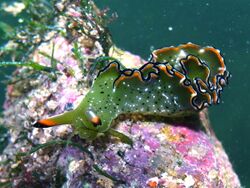 Elysia Grandifolia eating algae (17111551869).jpg