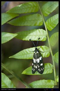 Eterusia aedea formosana (14818650162).jpg