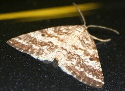 A brown and tan mottled moth on a black sand background.