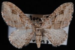 Eupithecia niphadophilata.jpg