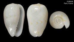 Gibberula lifouana (MNHN-IM-2000-1241).jpeg