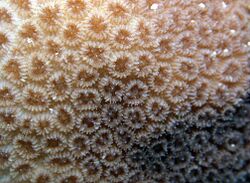 Goniastrea stelligera, coralitos.jpg