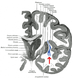 Gray 718-emphasizing-claustrum.png