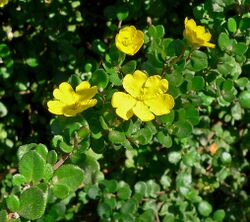 Hibbertia aspera 2.jpg