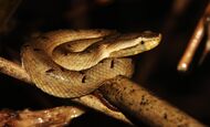 Hypnale nepa is a venomous pitviper species endemic to Sri Lanka.jpg