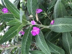 Impatiens irvingii– NYBG.jpg