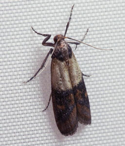 File:Indianmeal moth 2009.jpg