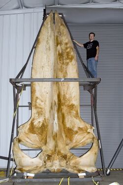 Joey williams with a 19 foot long blue whale skull.jpg