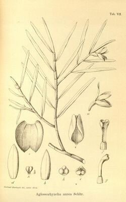 Illustration of "Aglossorrhyncha aurea"