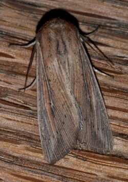 Leucania linda - Linda Wainscot Moth (14091960269).jpg