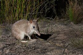 Long-nosed bandicoot among grass