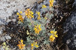 Lupinus citrinus.jpg