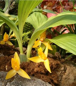 Lycaste cruenta OrchidsBln0906.jpg