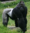 Male gorilla in SF zoo.jpg