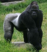 Black gorilla