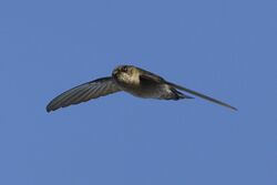 Mascarene Swiftlet.jpg