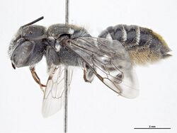 Megachile oblonga f.jpg