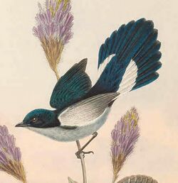 Melanocharis versteri - The Birds of New Guinea (male).jpg