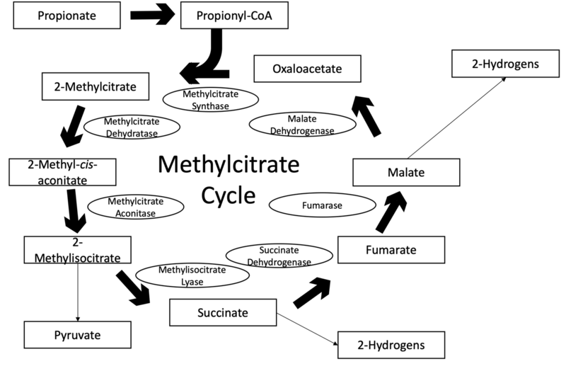 File:Methylcitrate Cycle with Intermediates and Enzymes.png