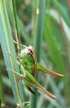 Metrioptera bicolor 0018.jpg