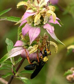 Monarda pollination 2012.jpg