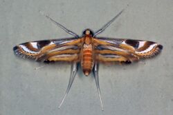 Moth (Eoophyla sp.).jpg